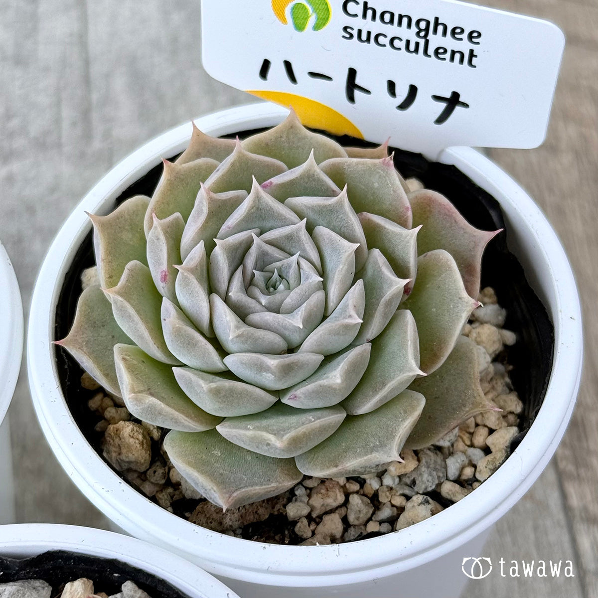 ＊新発売＊　ハートリナ（チャンヒー農園）【tawawaハウス苗】