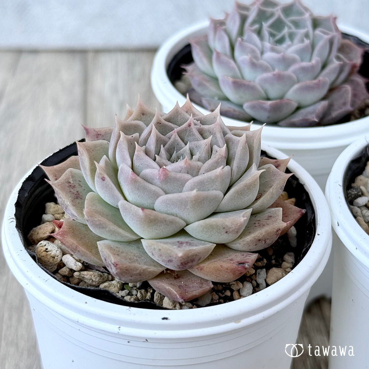 ＊新発売＊　ハートリナ（チャンヒー農園）【tawawaハウス苗】