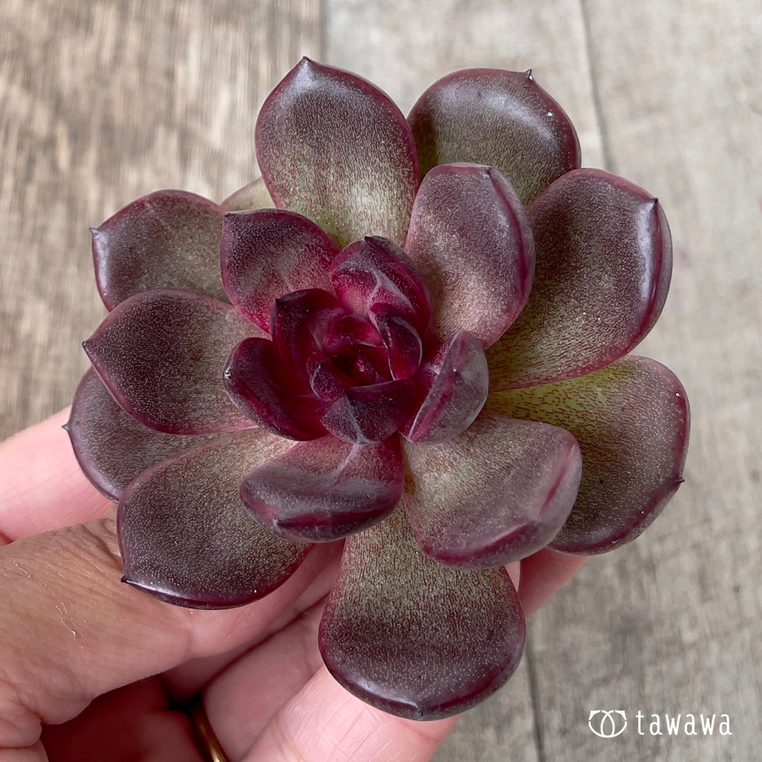 ＊新入荷＊　チョコムース