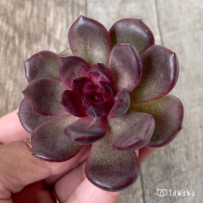 ＊新入荷＊　チョコムース