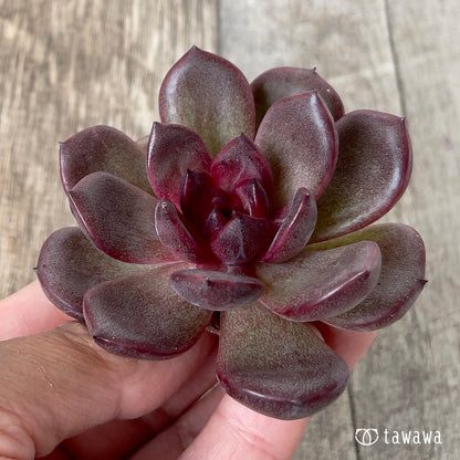 ＊新入荷＊　チョコムース