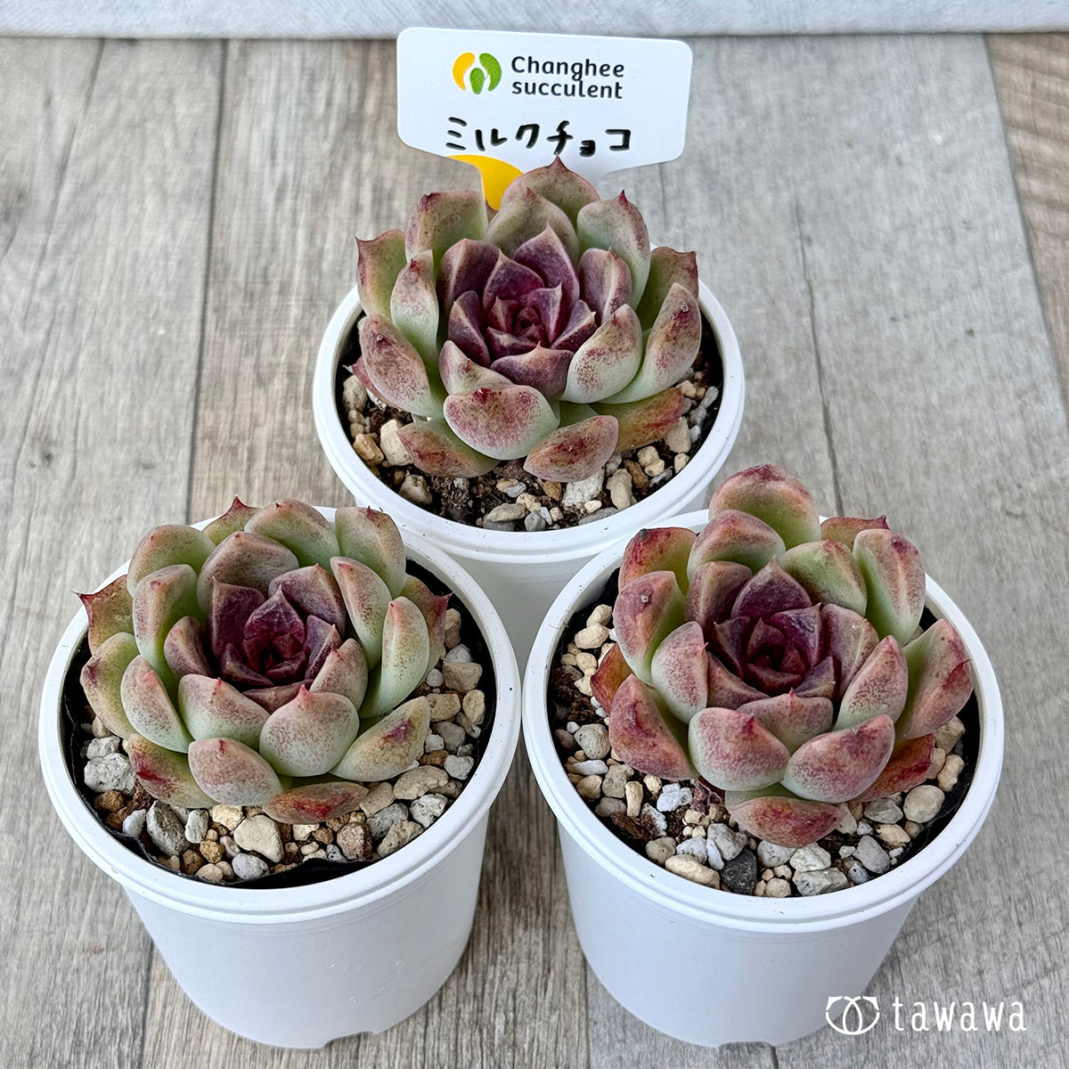 New Arrivals: Ice Green