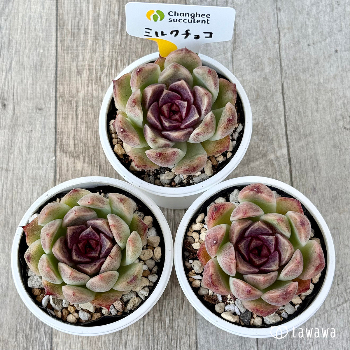 その他多肉植物 choco ミルクチョコ（チャンヒー農園）【tawawaハウス苗】 – 多肉植物の通販