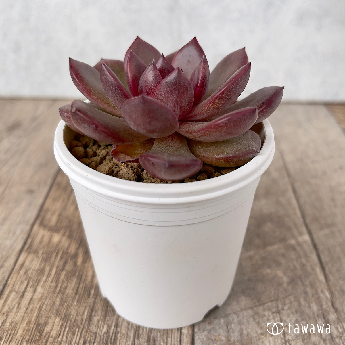 ＊新入荷＊　チョコムース