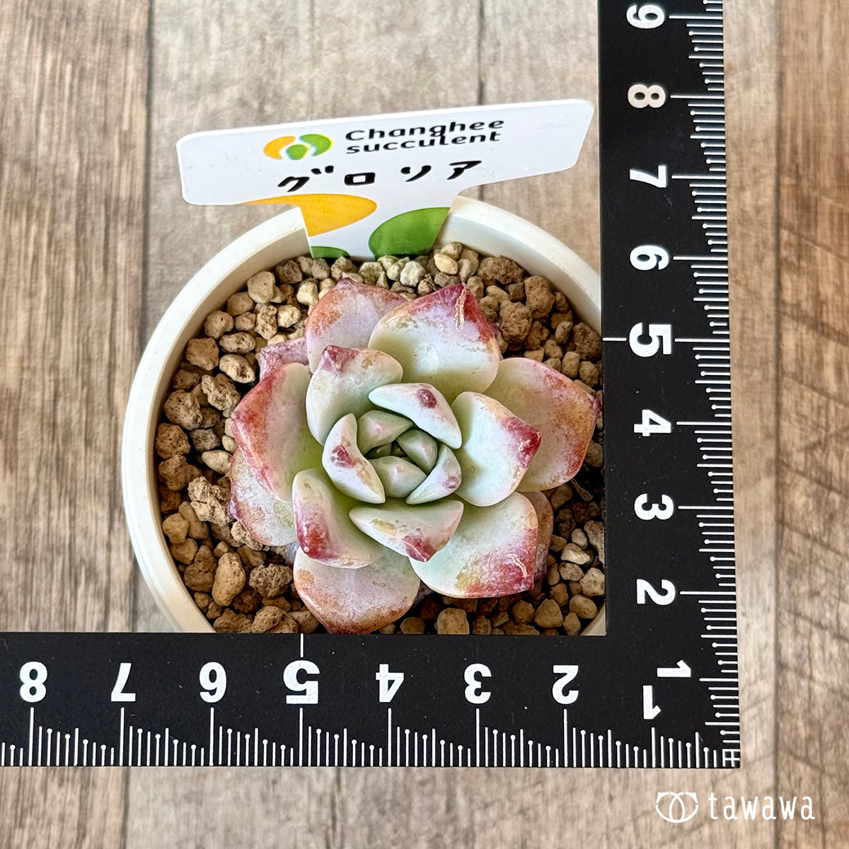 ＊新入荷＊　グロリア（チャンヒー農園苗）