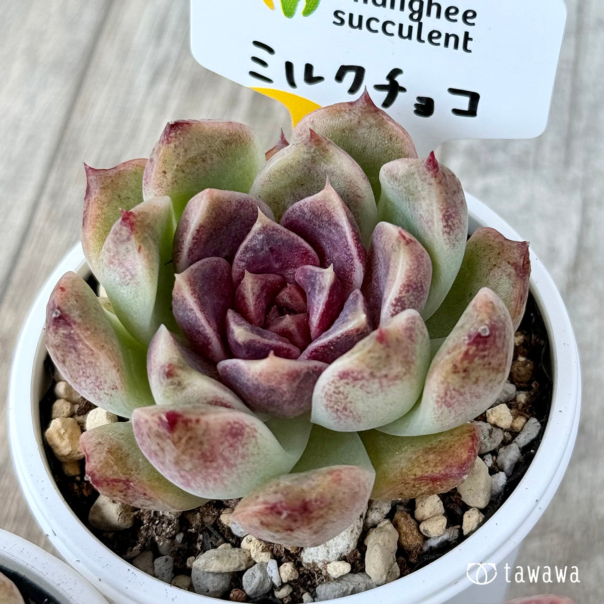 その他多肉植物 choco 3c2c7690fec595059ad6a9e5fe6330