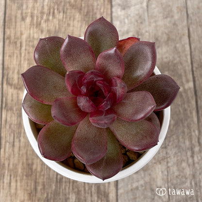 ＊新入荷＊　チョコムース