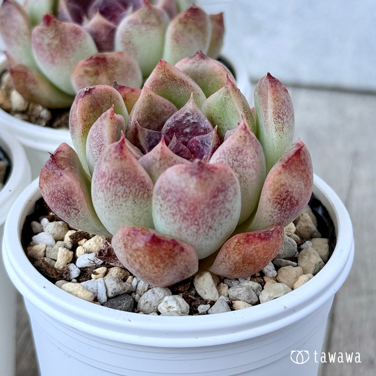 New Arrivals: Ice Green