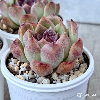 New Arrivals: Ice Green