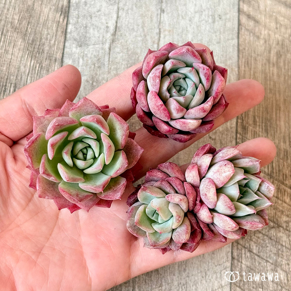 ＊新入荷＊　ポポ（チャンヒー農園苗）