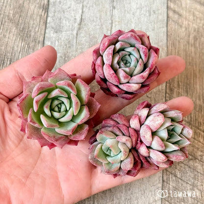 ＊新入荷＊　ポポ（チャンヒー農園苗）
