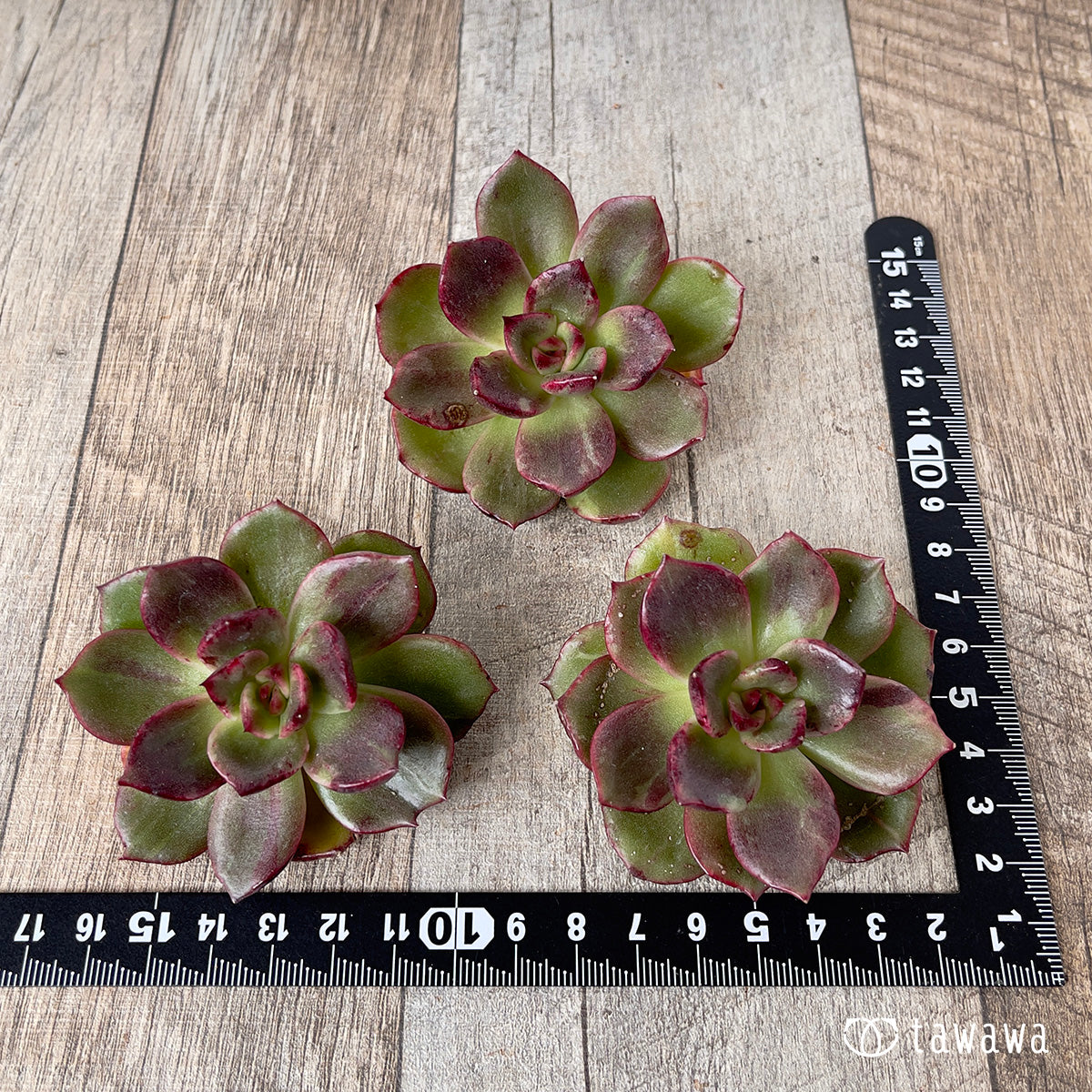 ＊新入荷＊　ホピマリア錦