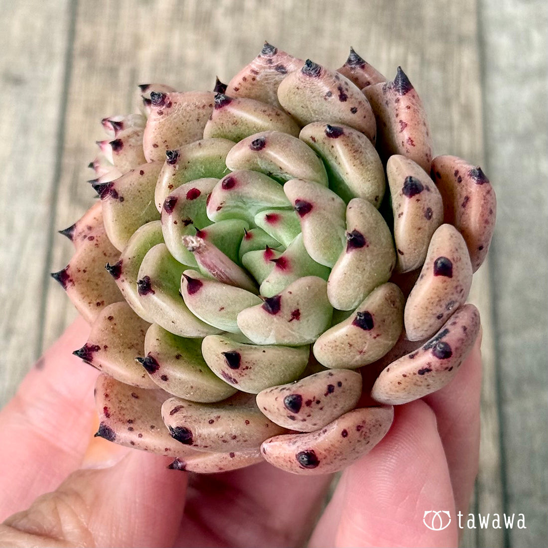 ＊新入荷①＊　Air magic E190（エアーマジック農園苗）