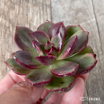 ＊新入荷＊　ホピマリア錦