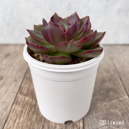 ＊新入荷＊　ホピマリア錦