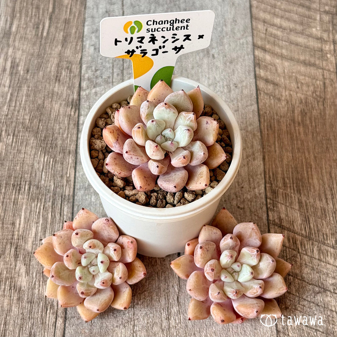 New Arrivals: Ice Green