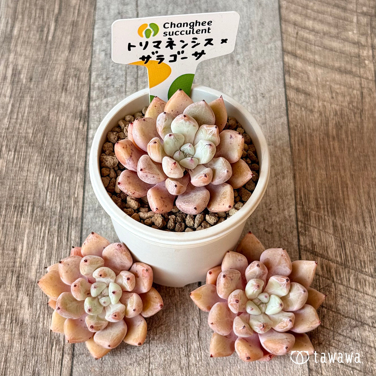 トリマネンシス×ザラゴーサ（チャンヒー農園苗）