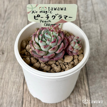 【4/15発売】ピーチグラマー（エアーマジック苗）
