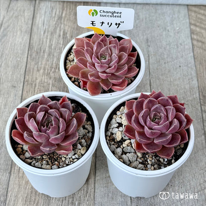 ＊新発売＊　モナリザ《小》（チャンヒー農園）【tawawaハウス苗】