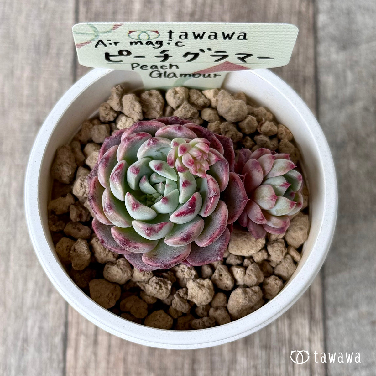 ピーチグラマー（エアーマジック苗） – 多肉植物の通販・販売サイト tawawa