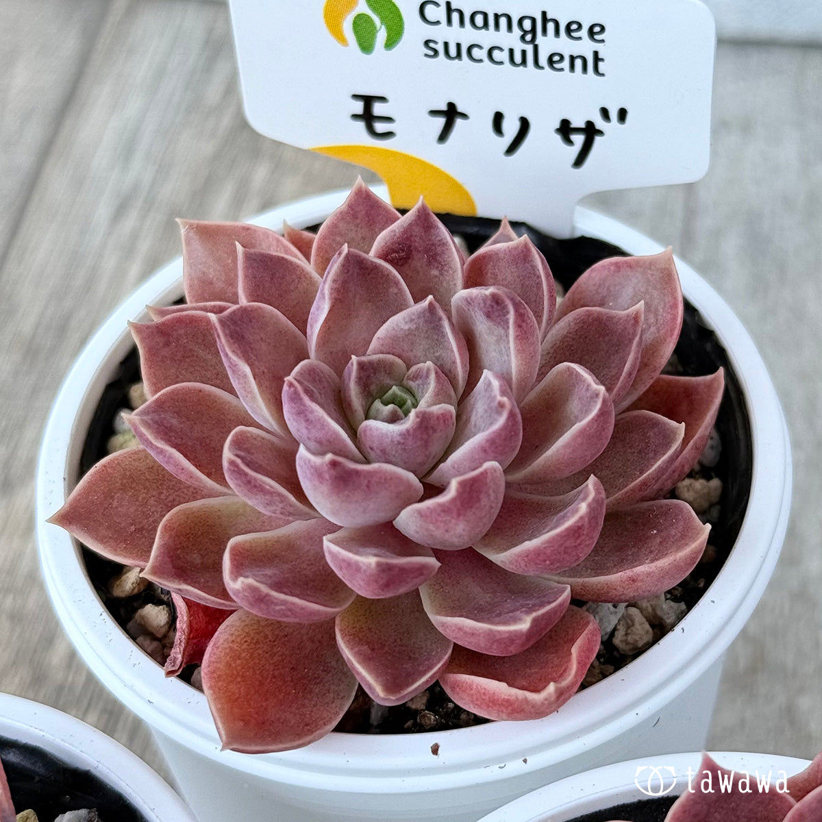 ＊新発売＊　モナリザ《小》（チャンヒー農園）【tawawaハウス苗】