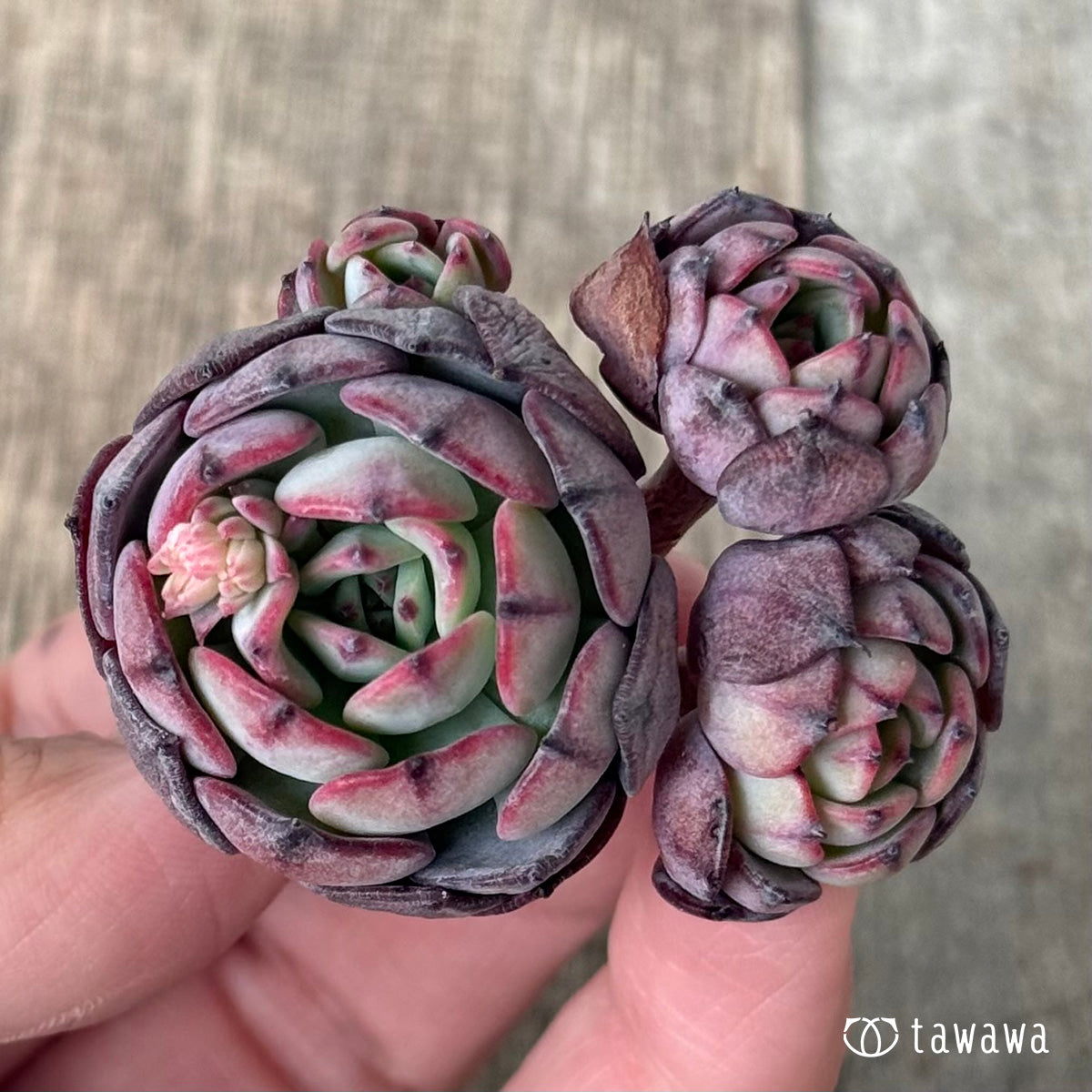 グレンブラ（エアーマジック農園苗）