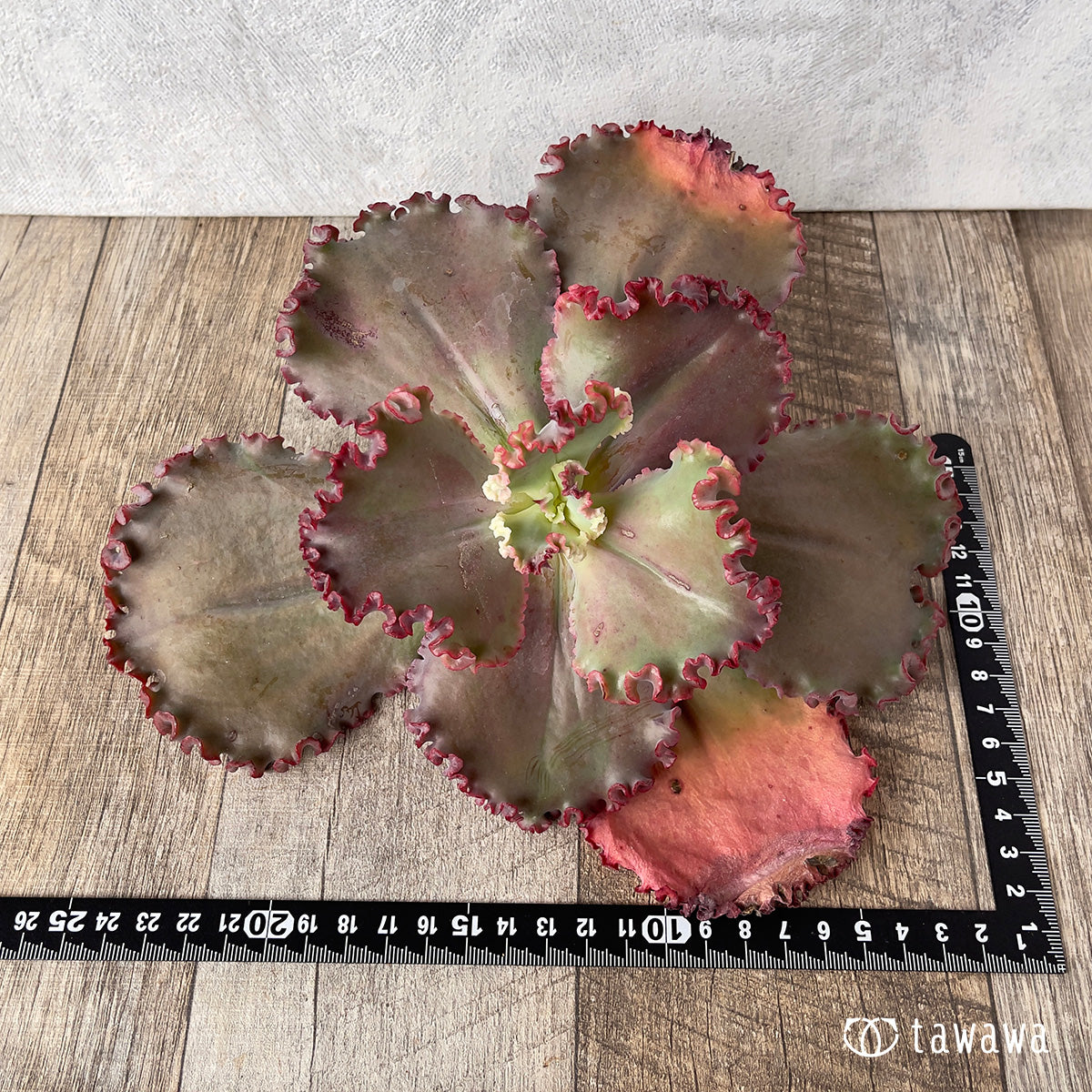 ＊新入荷＊　ウェディングドレス②