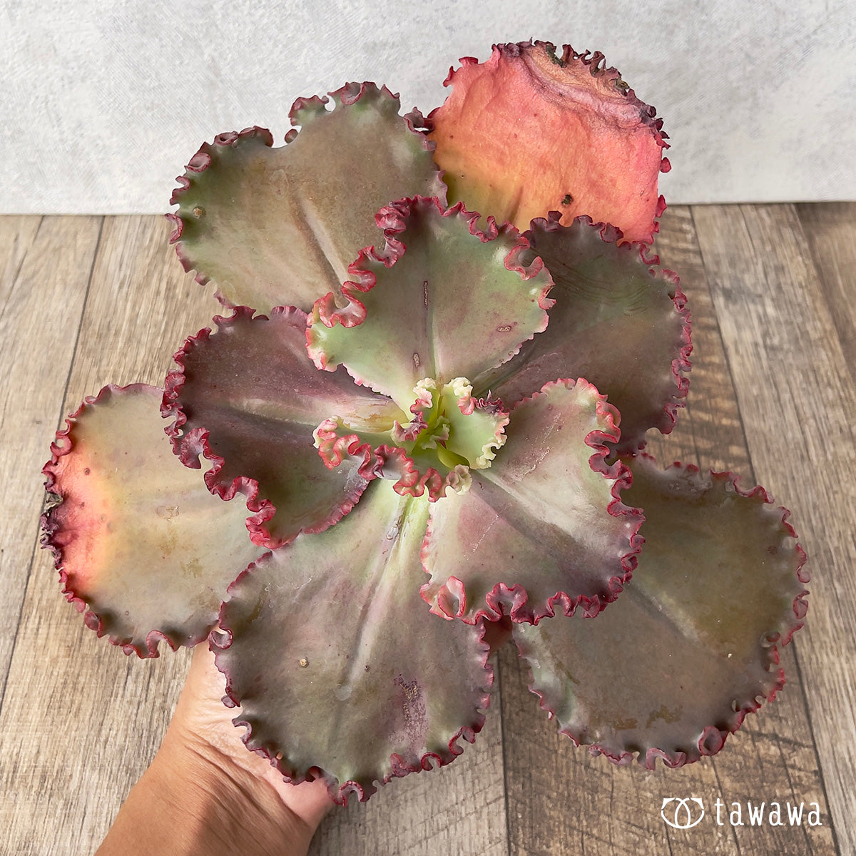 ＊新入荷＊　ウェディングドレス②