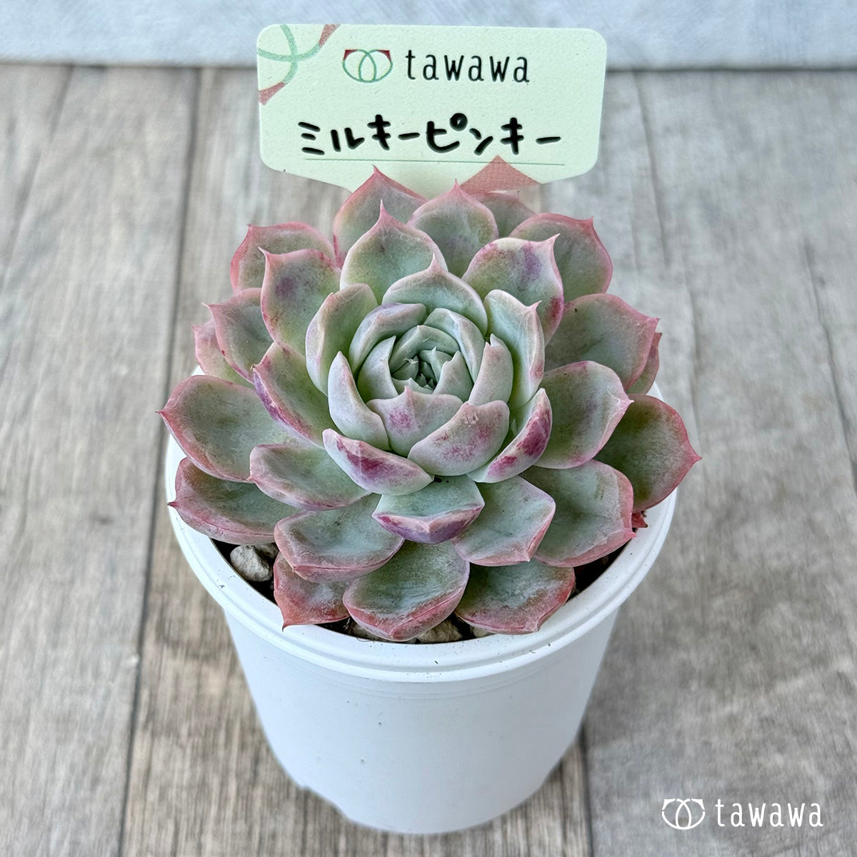 ミルキーピンキー①（エアーマジック農園）【tawawaハウス苗】