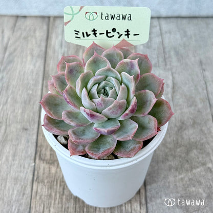 ミルキーピンキー①（エアーマジック農園）【tawawaハウス苗】