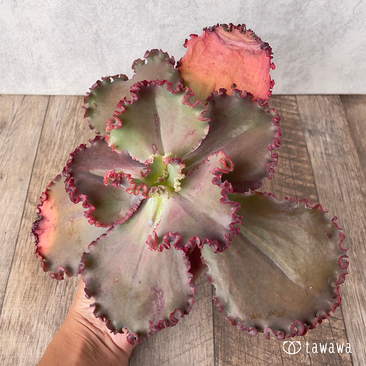 ＊新入荷＊　ウェディングドレス②