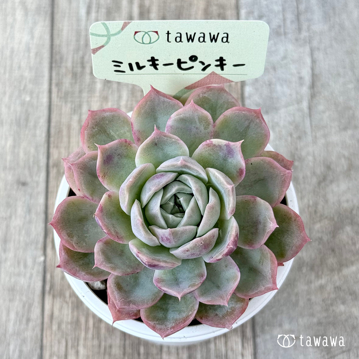 ミルキーピンキー①（エアーマジック農園）【tawawaハウス苗】