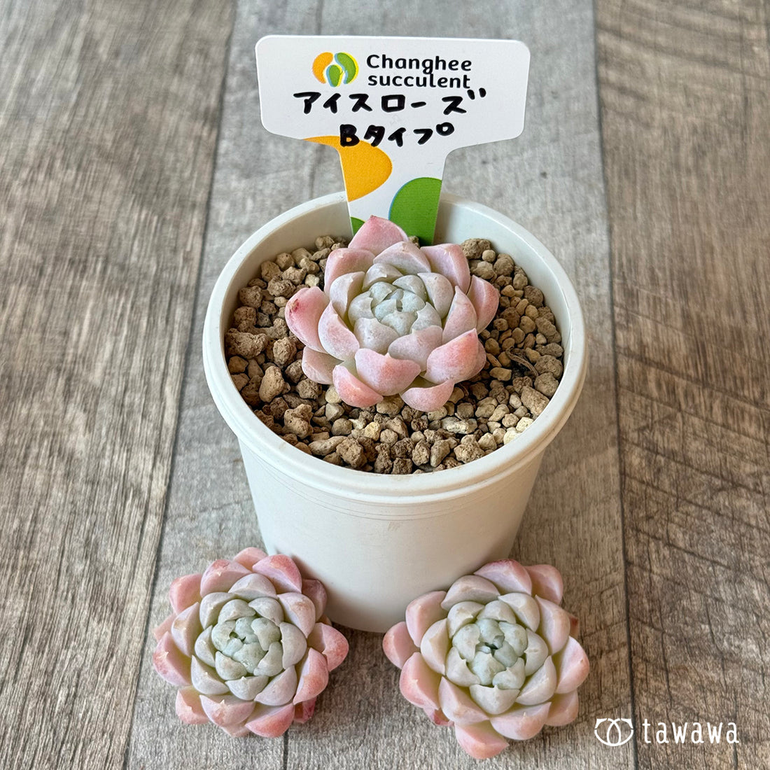 New Arrivals: Ice Green