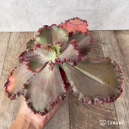 ＊新入荷＊　ウェディングドレス②