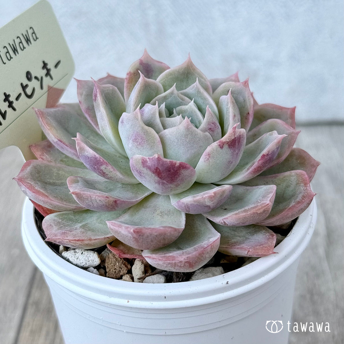 ＊新発売＊　ミルキーピンキー①（エアーマジック農園）【tawawaハウス苗】