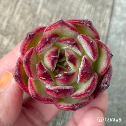 Air magic G050（エアーマジック農園苗）