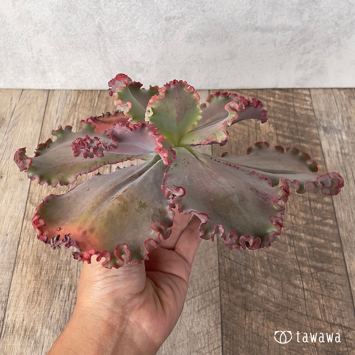 ＊新入荷＊　ウェディングドレス②