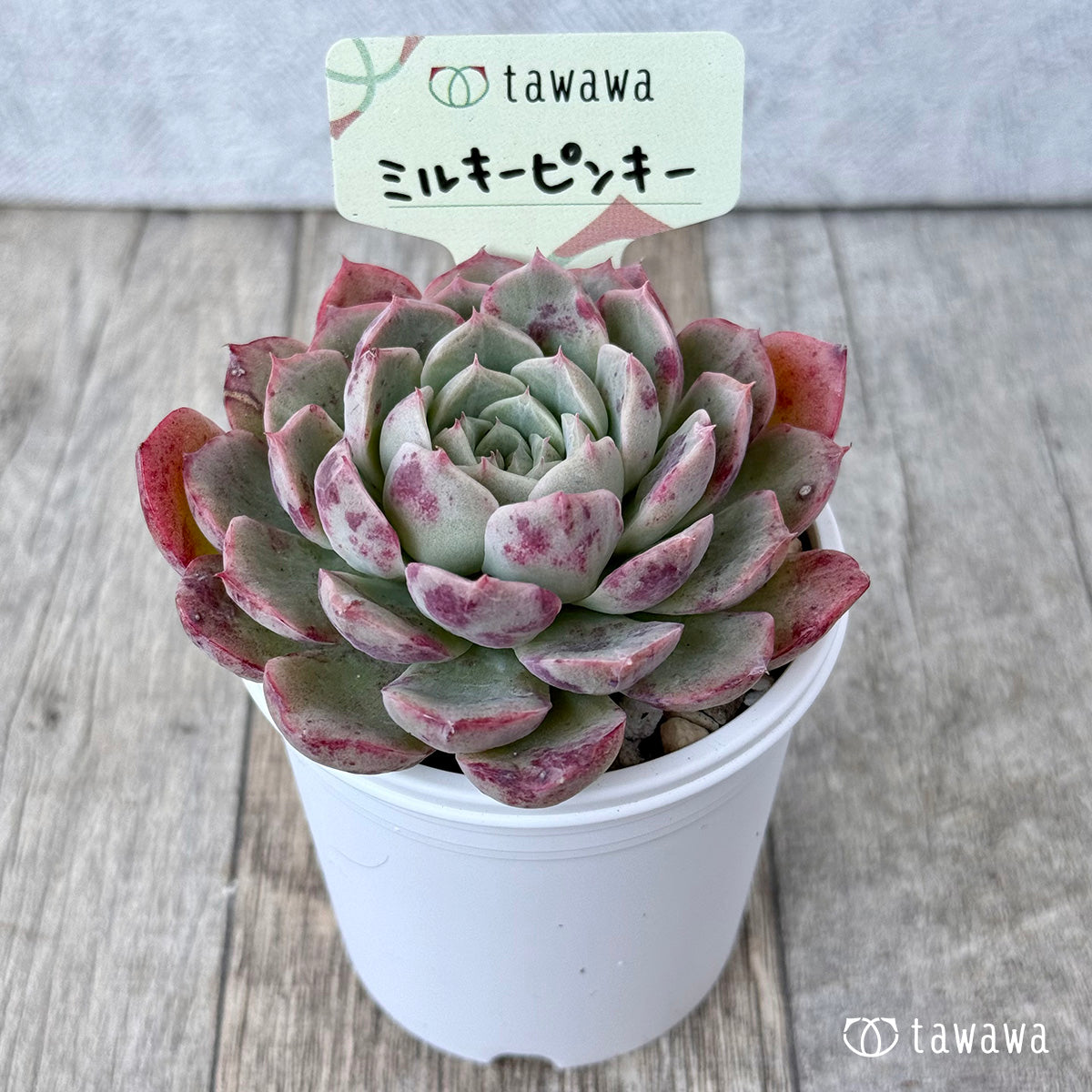 ミルキーピンキー②（エアーマジック農園）【tawawaハウス苗】