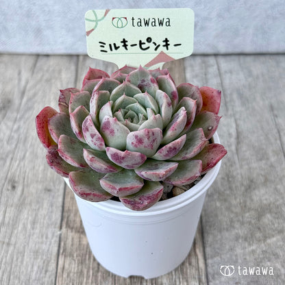 ミルキーピンキー②（エアーマジック農園）【tawawaハウス苗】