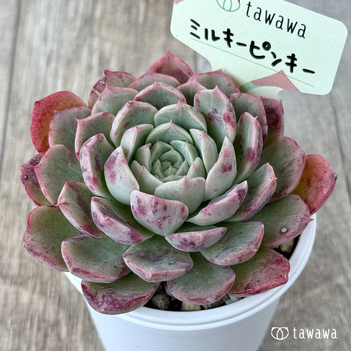 ミルキーピンキー②（エアーマジック農園）【tawawaハウス苗】