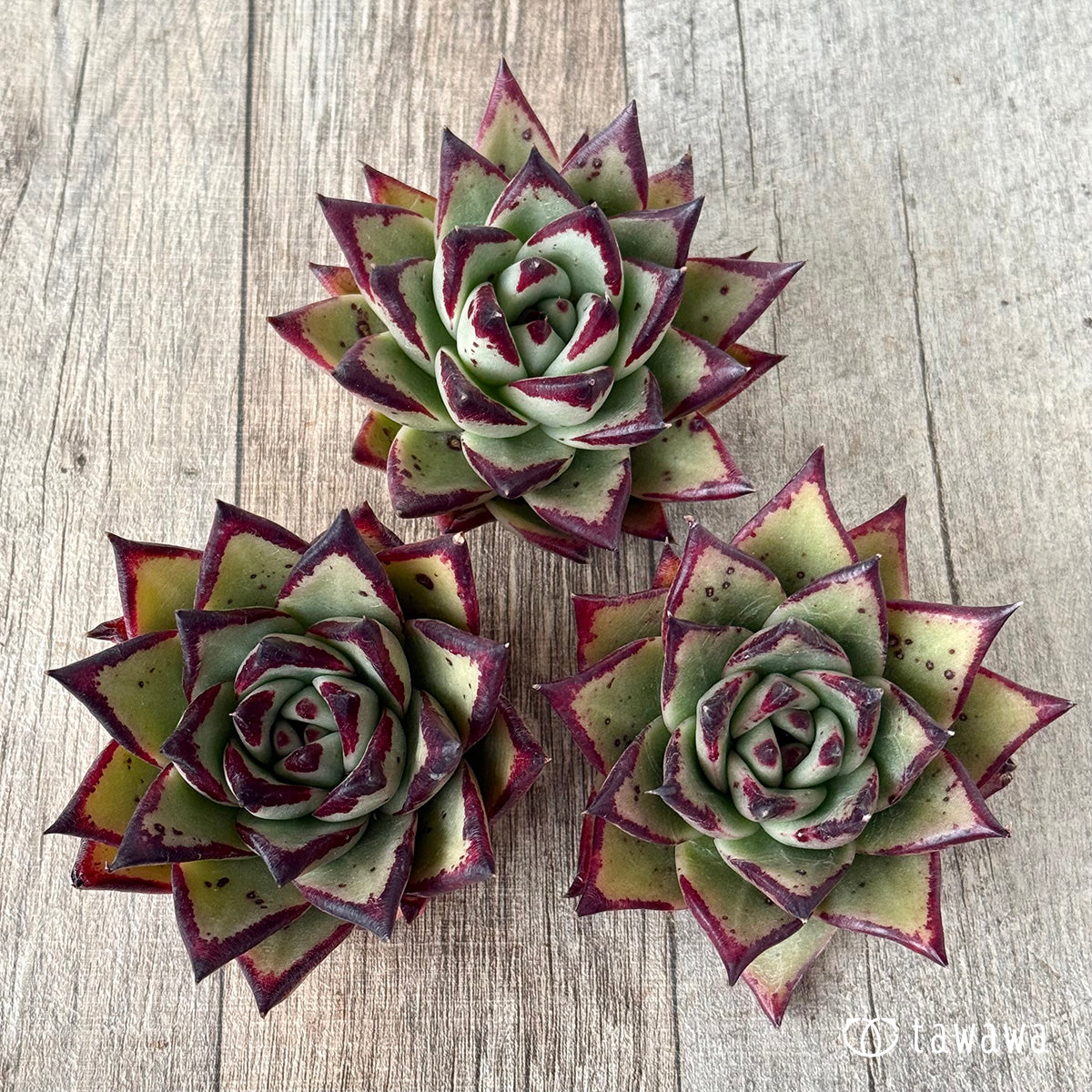 New Arrivals: Ice Green