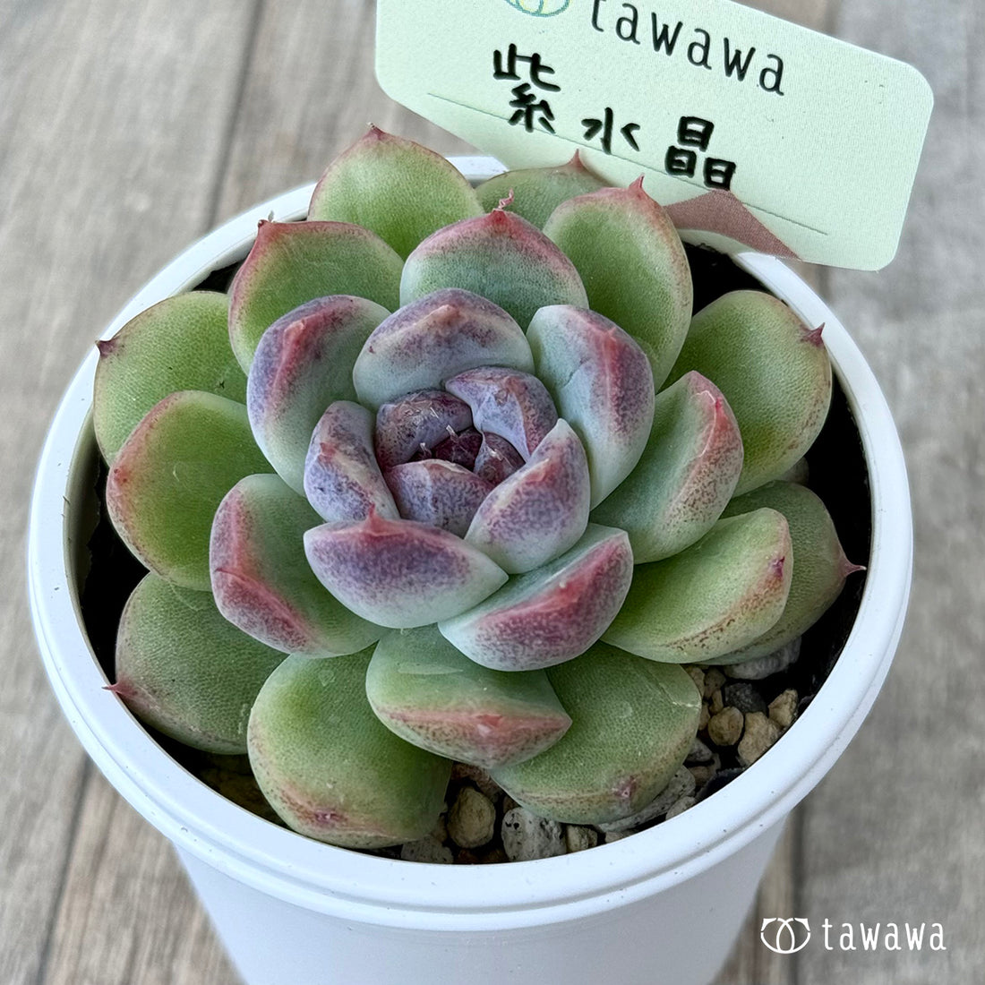 *新発売* 紫水晶《単頭》【tawawaハウス苗】