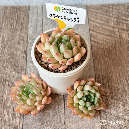 ＊新入荷＊　クラウンキャンディ【単頭苗】（チャンヒー農園苗）