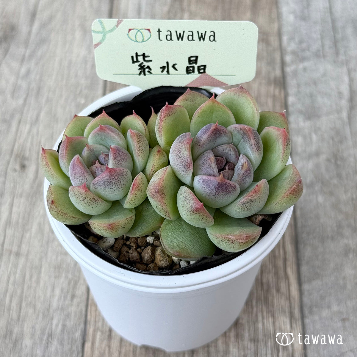 紫水晶《双頭》【tawawaハウス苗】