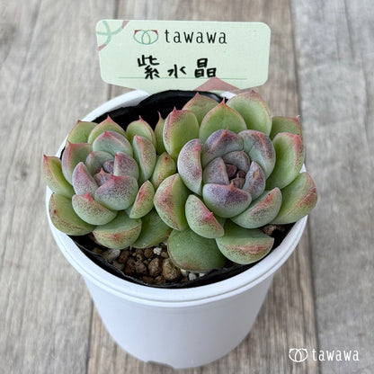 紫水晶《双頭》【tawawaハウス苗】