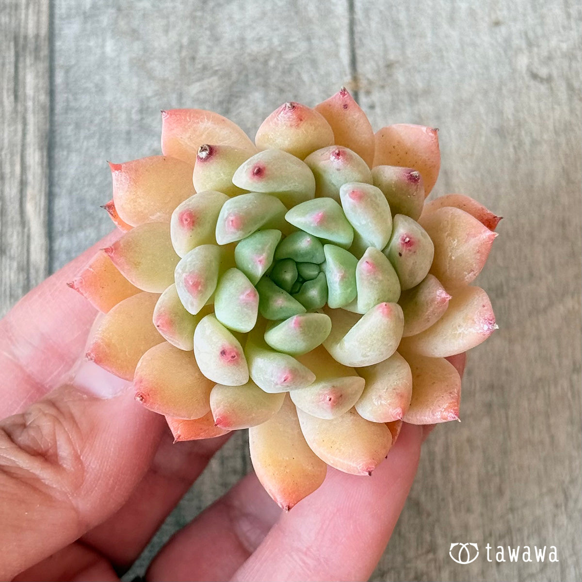 ＊新入荷＊　クラウンキャンディ【単頭苗】（チャンヒー農園苗）