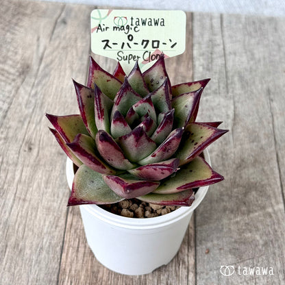 New Arrivals: Ice Green