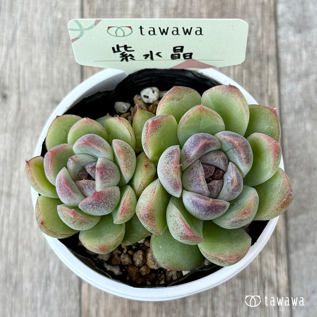 紫水晶《双頭》【tawawaハウス苗】