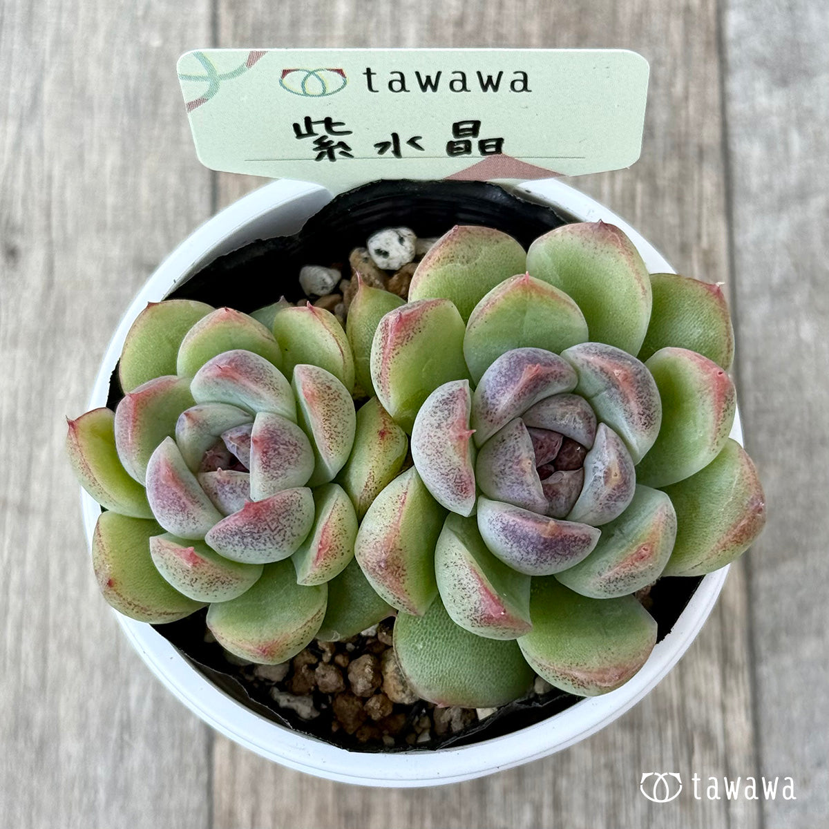 紫水晶《双頭》【tawawaハウス苗】