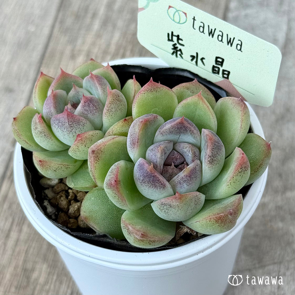 紫水晶《双頭》【tawawaハウス苗】